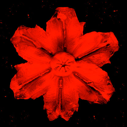 Name: Power Flower Series
Medium: Silk Screen/Diamond Dust.
Size: 36 x 36 in
Edition: 5
Year: 2019