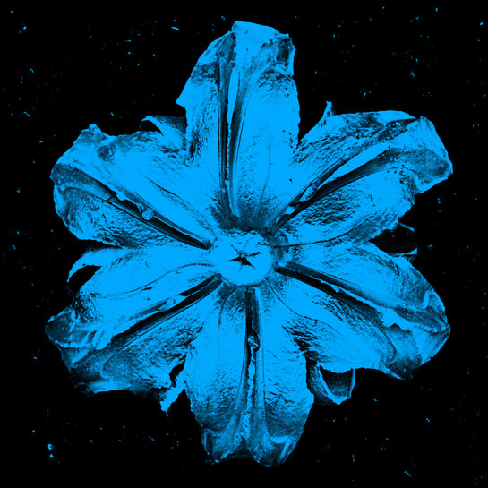 Name: Power Flower Series
Medium: Silk Screen/Diamond Dust.
Size: 36 x 36 in
Edition: 5
Year: 2019