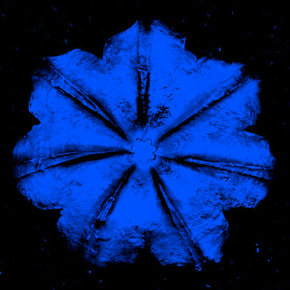 Name: Power Flower Series
Medium: Silk Screen/Diamond Dust.
Size: 36 x 36 in
Edition: 5
Year: 2019